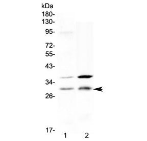 Western blot testing of human 1) placenta and 2) HeLa cell lysate with HOXA5 antibody at 0.5ug/ml. P