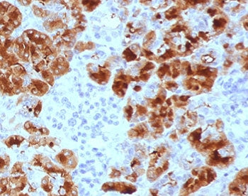 IHC testing of FFPE human pancreas with GP2 antibody (clone PSGMG2-1). HIER: boil tissue sections in