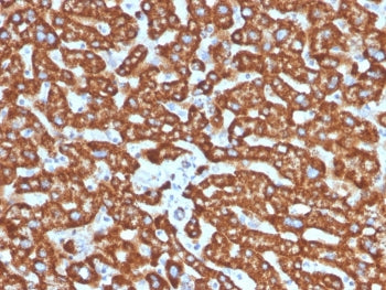 IHC staining of FFPE human liver tissue with HSP60 antibody (clone LK2). HIER: boil tissue sections 