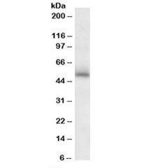 Western blot testing of mouse brain lysate with GABRG2 antibody at 2ug/ml. Predicted molecular weigh