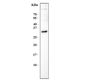 Western blot testing of mouse NIH 3T3 cell lysate with BPIFA1 antibody. Predicted molecular weight: 