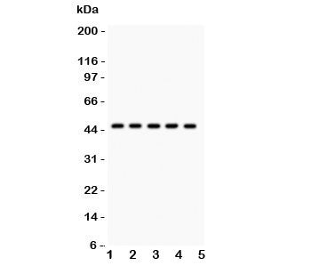PIM-1 Antibody
