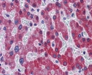 IHC testing of FFPE human liver with SCD1 antibody at 5ug/ml. HIER: steamed with pH6 citrate buffer,