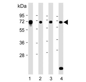 Western blot testing of 1) human HeLa, 2) human HepG2, 3) human SK-OV-3 and 4) mouse C2C12 cell lysa