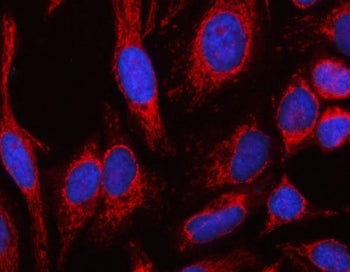 Immunofluorescent staining of FFPE human HeLa cells with MSLNL antibody (red) and DAPI nuclear stain