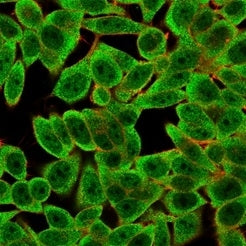 Immunofluorescent staining of PFA-fixed human HeLa cells using Th-Pok antibody (green, clone PCRP-ZB