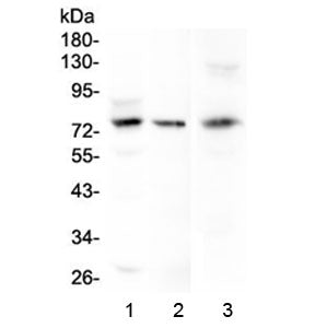Western blot testing of human 1) HeLa, 2) COLO-320 and 3) mouse HEPA1-6 cell lysate with LGALS3BP an