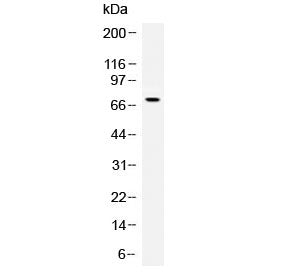 Western blot testing of human recombinant Angiopoietin protein (1ng/lane) with Angiopoietin antibody