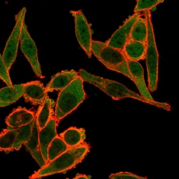Immunofluorescent staining of PFA-fixed human HeLa cells using TSC22D1 antibody (green, clone PCRP-T