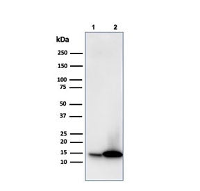 Western blot testing of human 1) JEG-3 and 2) K562 cell lysate with Galectin 1 antibody (clone GAL1/