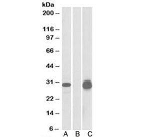 Western blot testing of HEK293 lysate overexpressing human PPPDE1-MYC probed with PPPDE1 antibody (0