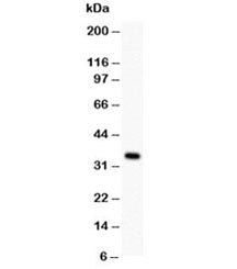 XAF1 Antibody
