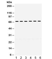 ERV3 Antibody / ERV3-1