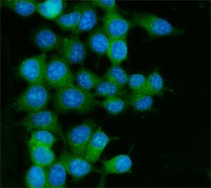 Immunofluorescent staining of FFPE human MCF7 cells with RAB13 antibody (green) and DAPI nuclear sta