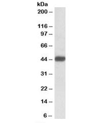 Western blot testing of Jurkat lysate with SDF4 antibody at 0.1ug/ml. Predicted molecular weight: ~4