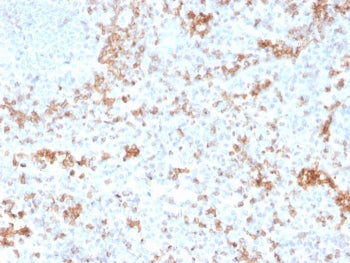 IHC staining of FFPE human spleen with Granzyme B antibody (clone GZMB/3055). HIER: boil tissue sect