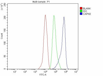 Flow Cytometry analysis of THP-1 cells using anti-CAPN3 antibody. Overlay histogram showing THP-1 ce