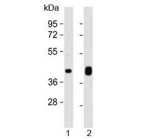 Western blot testing of 1) human heart and 2) human skeletal muscle lysate with PD-L1 antibody at 1: