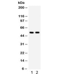 Western blot testing of 1) human HeLa and 2) mouse HEPA lysate with ATG13 antibody. Predicted/observ