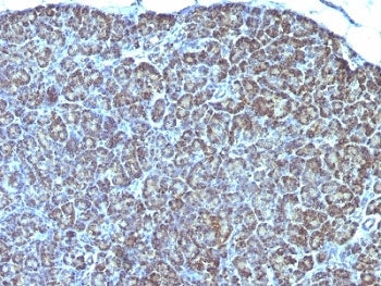 IHC: Formalin-fixed, paraffin-embedded human pancreas stained with anti-Mitochondrial antibody (clon