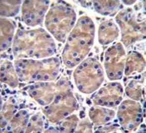 IHC testing of FFPE human stomach tissue with GALNS antibody. HIER: steam section in pH6 citrate buf