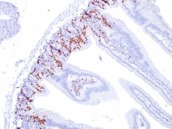 Bromodeoxyuridine / BrdU Antibody