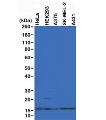 Western blot of A375, HEK293, HeLa, SK-MEL-2 and A431 whole cell lysates using recombinant Histone H