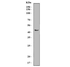 Western blot testing of rat brain tissue lysate with SCRN2 antibody. Predicted molecular weight ~42 