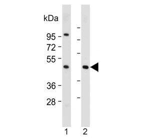 ASAM Antibody / CLMP