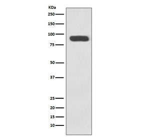 Western blot testing of human HeLa cell lysate with Ku80 antibody. Predicted molecular weight ~80 kD