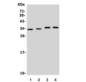 Western blot testing of 1) rat brain, 2) mouse brain, 3) U-87 MG and 4) mouse Neuro-2a lysate with N