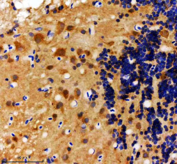 Immunohistochemical analysis of Hs2st1a/b protein using Zebrafish Hs2st1 antibody and paraffin-embed
