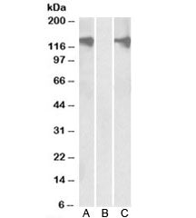 PUM2 Antibody