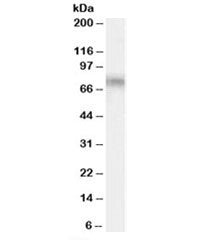Western blot testing of Daudi cell lysate with TCF3 antibody at 0.01ug/ml. Expected molecular weight