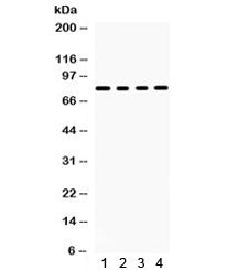 Western blot testing of 1) rat brain, 2) mouse brain, 3) human U87 and 4) HeLa lysate with SP4 antib