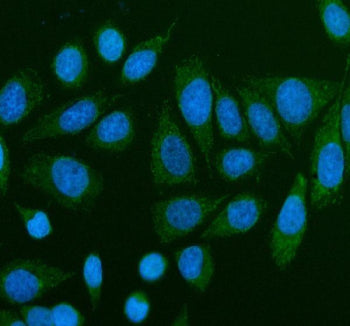 Immunofluorescent staining of TMEM232 using anti-TMEM232 antibody (green). TMEM232 was detected in a