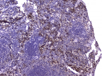 IHC staining of FFPE mouse spleen with Mcp2 antibody at 1ug/ml. HIER: boil tissue sections in pH6, 1