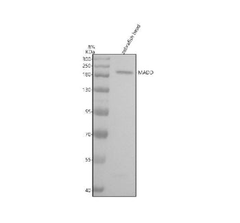 Western blot analysis of Madd protein using Madd antibody and zebrafish head tissue lysate. The pred