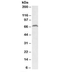 RFX5 Antibody