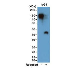 Mouse IgG1 Antibody