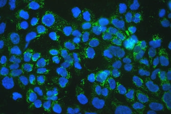 IF/ICC staining of FFPE human A431 cells with mtTFA antibody (green) at 2ug/ml and DAPI nuclear stai