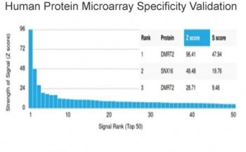 Analysis of HuProt(TM) microarray containing more than 19,000 full-length human proteins using DMRT2