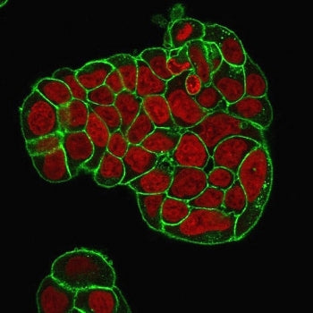 Immunofluorescent staining of PFA-fixed human MCF-7 cells with CD47 antibody cocktail (green, clones