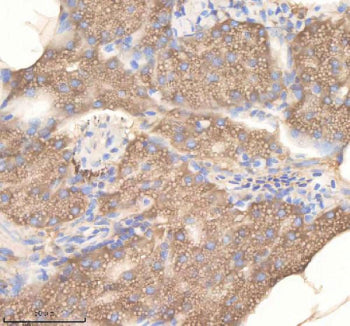 IHC staining of zebrafish Pdcd10a/b protein using Zebrafish Pdcd10 antibody, HRP-labeled secondary a