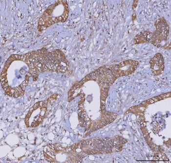 TRIM16 Antibody / Tripartite motif-containing protein 16