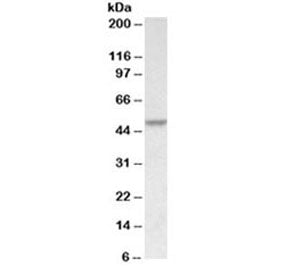 Western blot testing of HeLa lysate with PDCD4 antibody at 0.1ug/ml. Expected molecular weight: 50-6