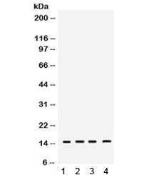 Western blot testing of 1) rat testis, 2) rat brain, 3) mouse brain and 4) mouse spleen lysate with 