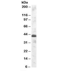TFEC Antibody