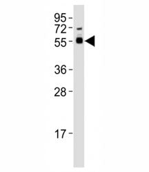 SMAD3 Antibody
