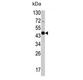 Western blot testing of mouse cerebellum lysate with GAS7 antibody. Predicted molecular weight: 39-5